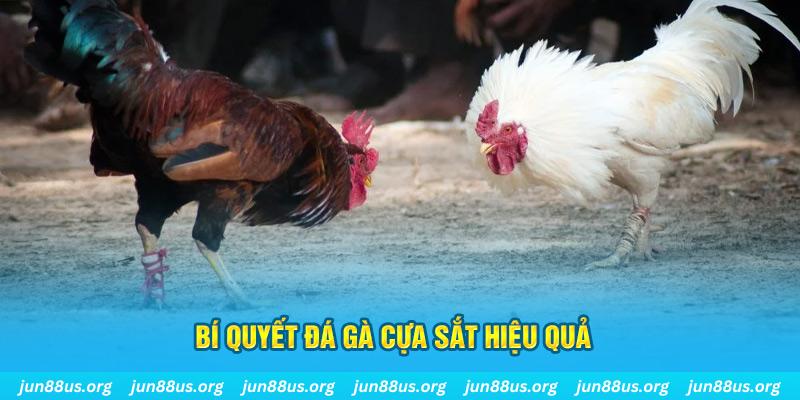 vin7773 đá gà cựa dao