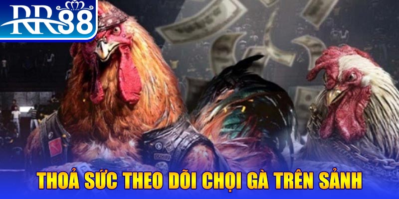 vin7773 đá gà 88.com